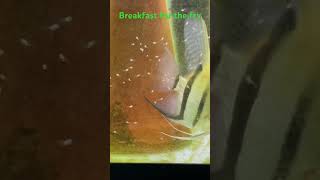 Hikari First Bites For Breakfast