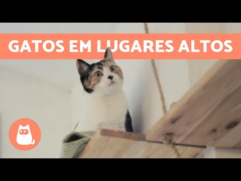 Vídeo: Por Que Os Gatos Gostam De Alturas?