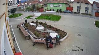 Hoț de flori la Șeica Mare (Sibiu)