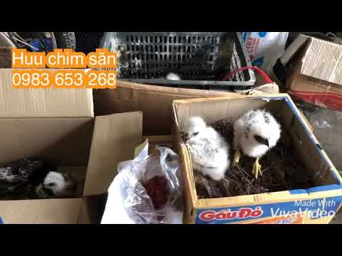 Video [hữu chim săn] mua bán chim đại bàng, chim ưng, chim... - youtube