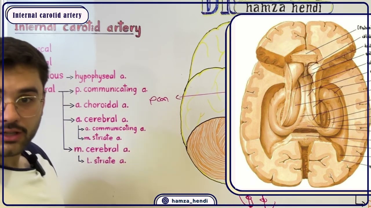 Arteries of the Brain | شرايين الدماغ