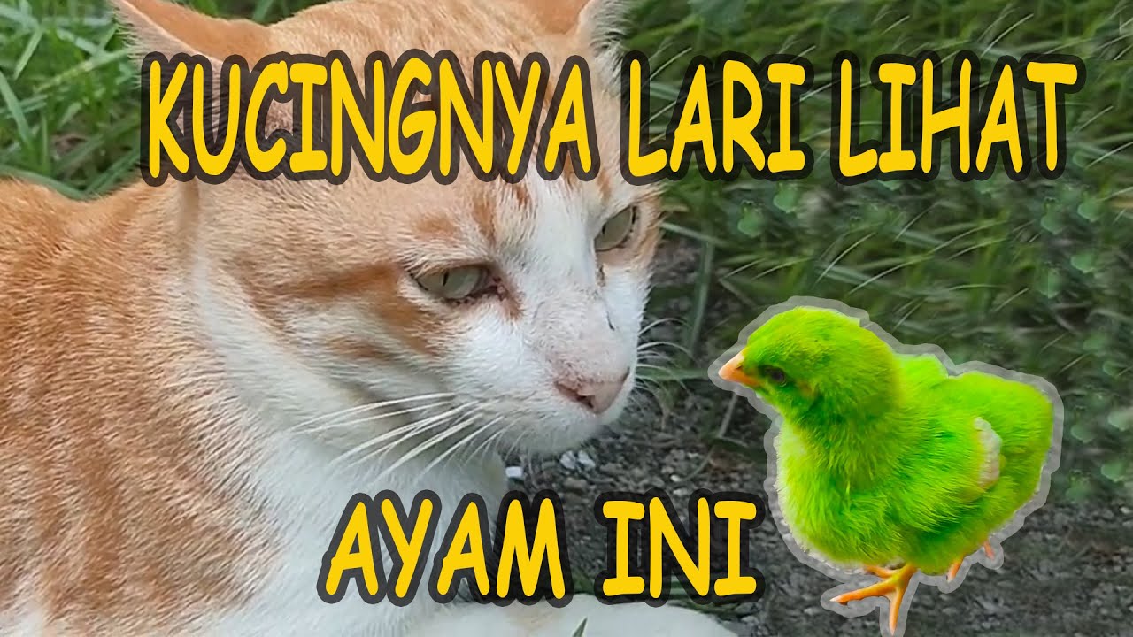AYAM WARNA WARNI | COLORED CHICKEN 