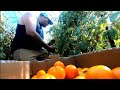 Mellons🍉/ 2400 lbs of Tomatoes 🍅