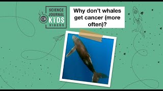 Why don't whales get cancer (more often)?