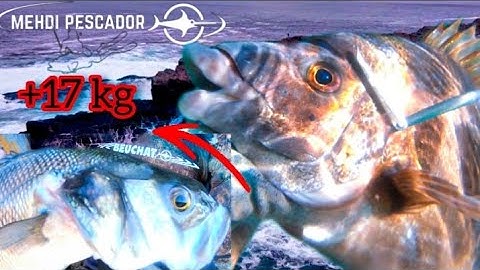 رحـلة صيد إلى الأعماق 🤿 الحصيلة 🐠 spearfishing in rocky locations🌊