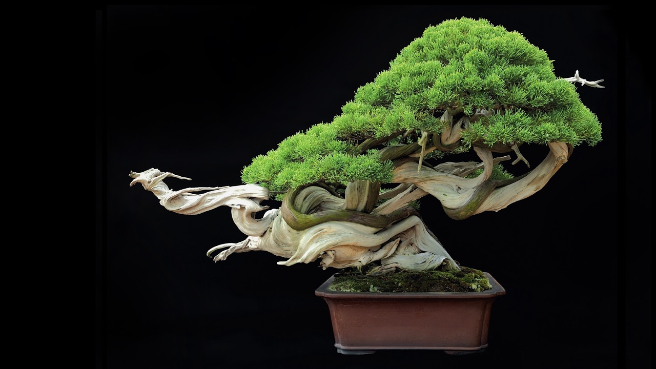 PERGUNTAS E RESPOSTAS AO VIVO ABC DO BONSAI 18/10/2017 YouTube