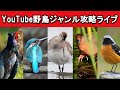 【有料級】YouTube野鳥ジャンル攻略の道。野鳥のチャンネルで登録者1000人目指す方法!