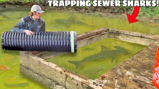 Trapping MONSTER Freshwater Sharks in SEWER!