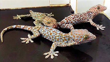 Con tắc kè đứt đuôi " tự mọc trở lại sau 25 ngày