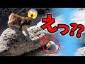 【パンチくん🐵】いきなり池に飛び込むお友達にドン引きするパンチくん。市川市動植物園 のニホンザル「パンチくん」Punch the monkey