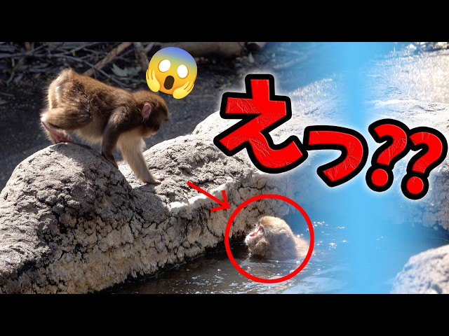 Punch-kun🐵] Punch-kun is completely stunned by his friend