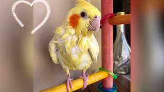 💦Calopsitas tomando banho by Vanessa's Cockatiels 1,727 views 4 years ago 3 minutes, 4 seconds