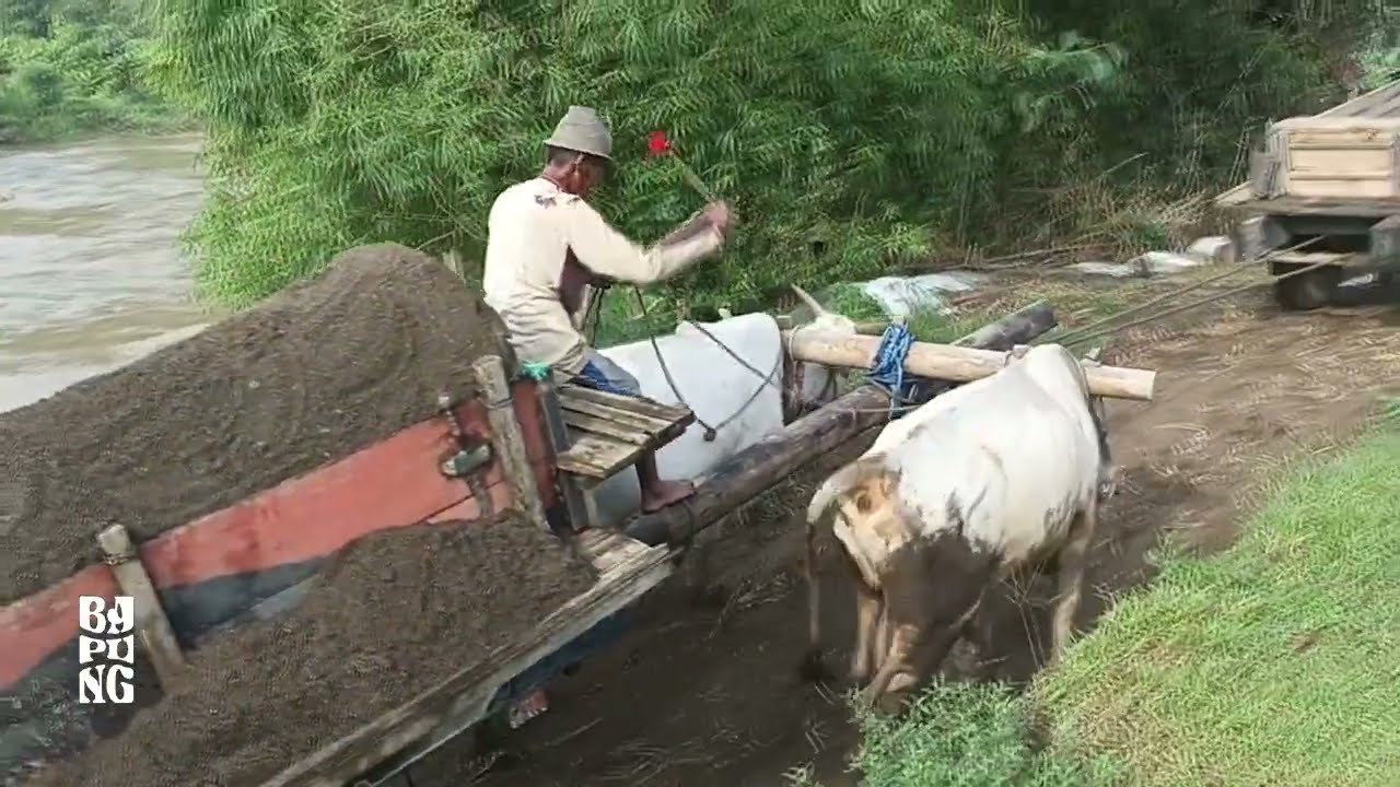 Cikar aja gandengan masa kamu gak !!! || Cikar Jember