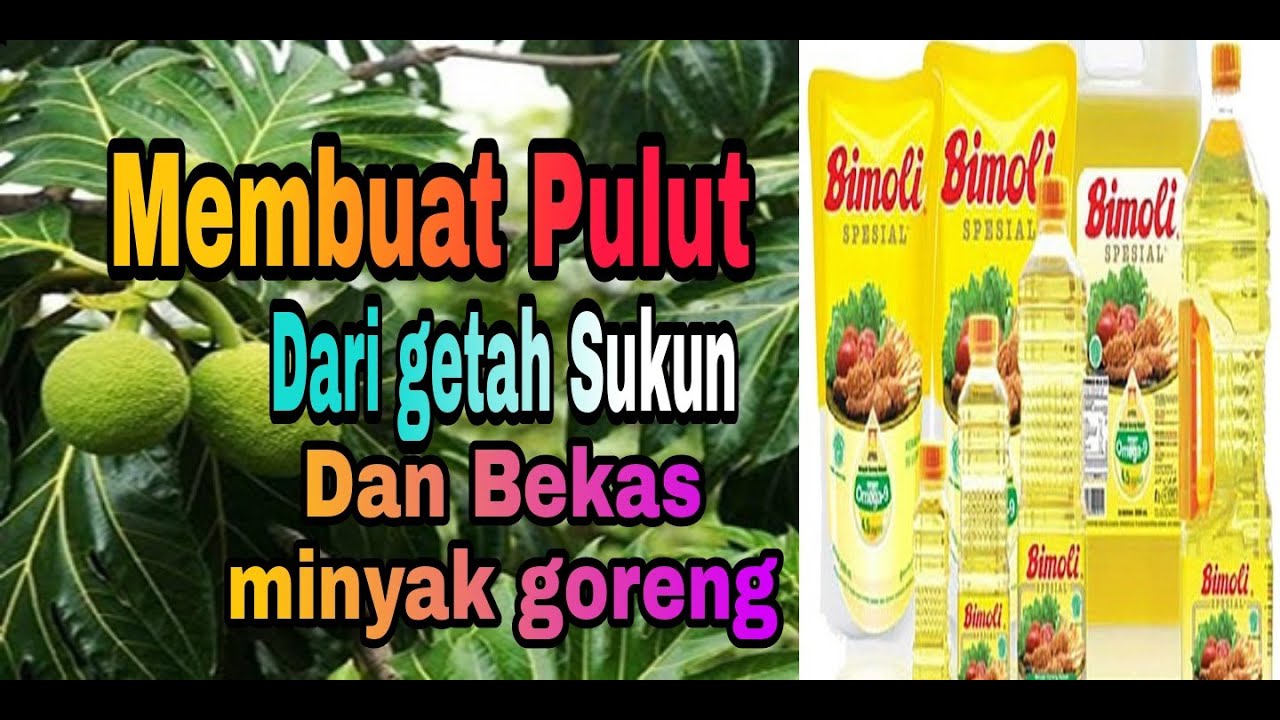 CARA MEMBUAT PULUT DARI GETAH POHON SUKUN DAN MINYAK GORENG