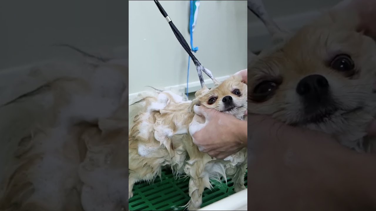 How Often Should You Bathe Your Dog Dogs Dogbath