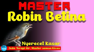 Master Robin Betina Nyerecet Gacor