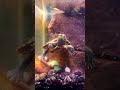 Red-eared pond slider - Trachemys scripta elegans #turtle #animalshorts #aquaticlife #aquarium #pets