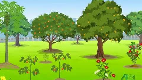 Structure and Function of Roots | Macmillan Education India