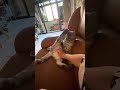 #catshorts #cutecat #petlover