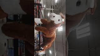 Shopping at Tractor Supply
