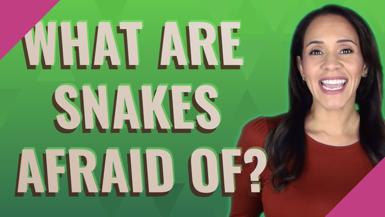 Are Snakes Afraid Of Dogs?