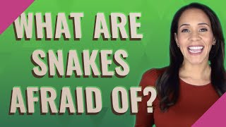 What are snakes afraid of?