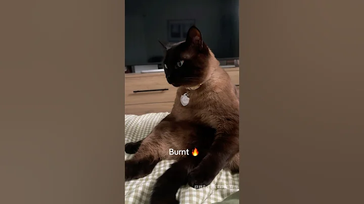 Watch the video about Show your burnt Siamese in comment section 😂😂#cat#catvideos #siamese#fyp