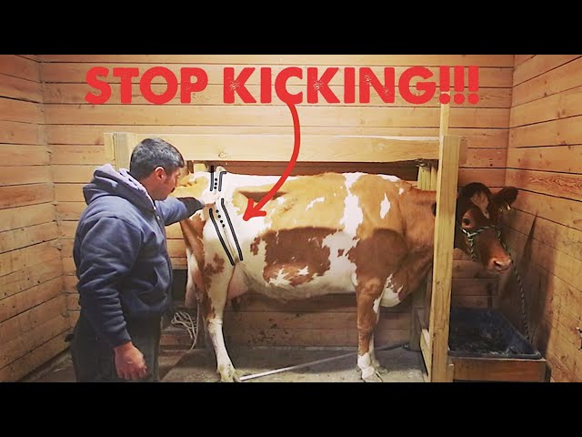 PROBLEM...NEW COW KICKS! Could This Simple Tool Fix It? class=