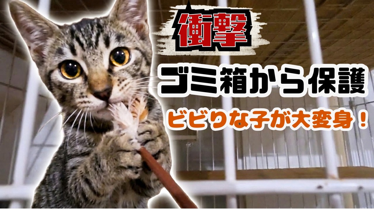 Shocking] A tabby kitten abandoned in a trash can From a timid