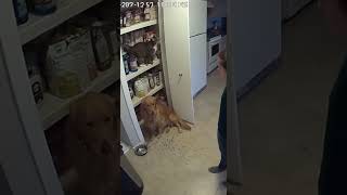 I Cant Leave Them Alone For Two Minutes