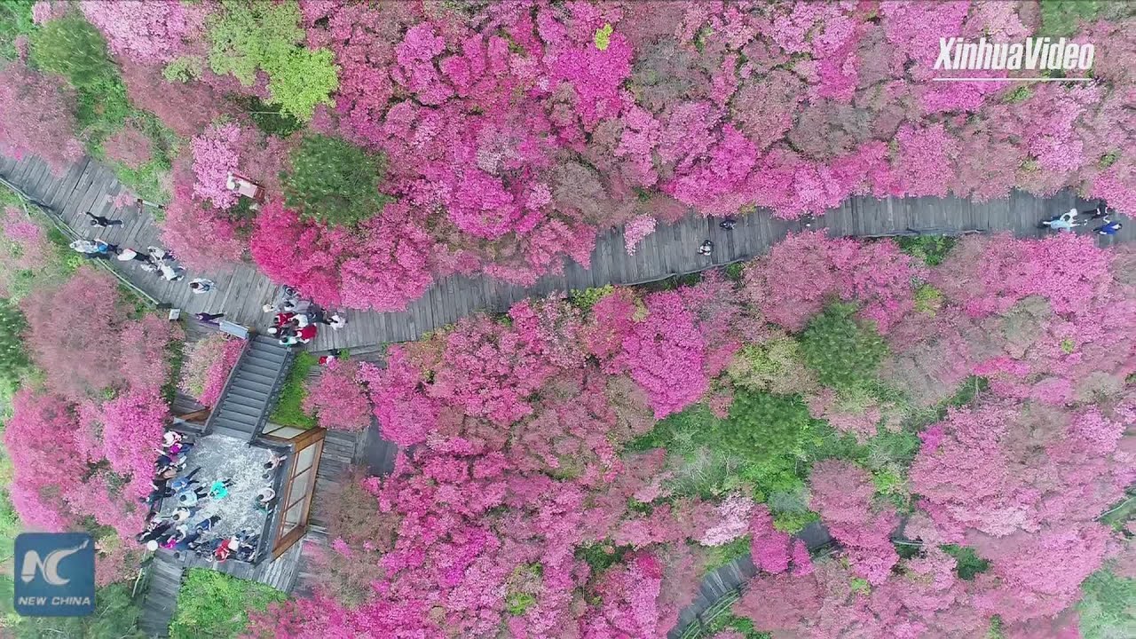 tv kanalları Amazing aerial view of wild azaleas in Hubei, China