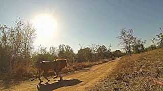 Lion walkby Slowmotion at SabiSabi