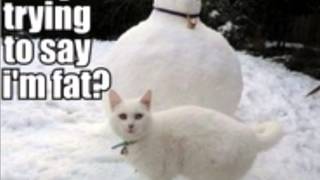 Now I'm a Fat House Cat