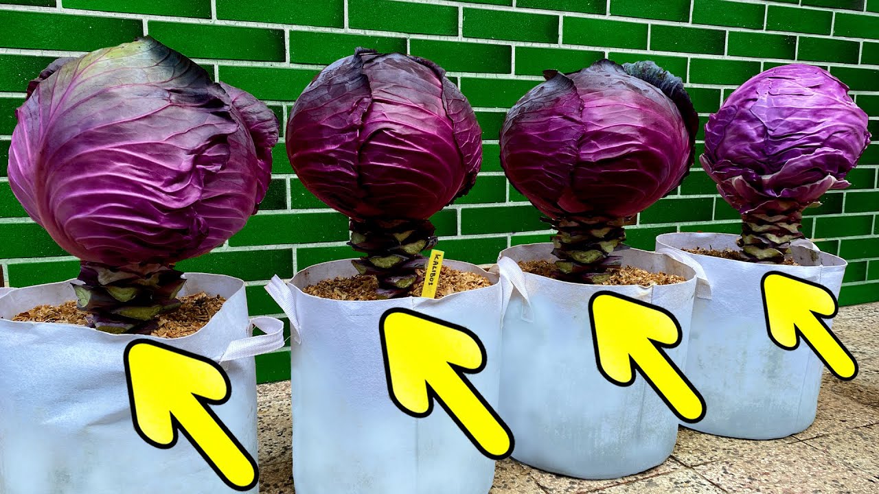 Growing Red Cabbage from Seed to Harvest Step by Step YouTube