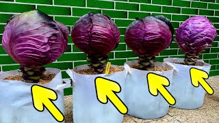 Growing Red Cabbage from Seed to Harvest - Step by Step