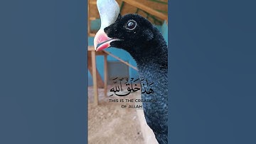 هذا خلق الله الآية 11 من سورة لقمان ،القرآن الكريم #abo_abdalrahman #quran بصوت القارئ أحمد بيازيد