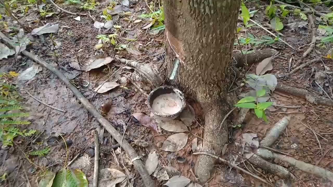 ต้นยางที่ปลูกจากเมล็ด  ออกดีเหมือนกัน   สำหรับคนงบน้อย|ตี๊ป ชาแนล