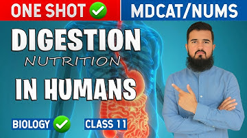 Master Digestion In One Shot Video! Man