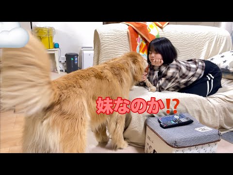ヘアスタイルチェンジした妹と疑心暗鬼で遊び始める大型犬クッキー【ゴールデンレトリバーとミニチュアダックスフンド】