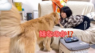 ヘアスタイルチェンジした妹と疑心暗鬼で遊び始める大型犬クッキー【ゴールデンレトリバーとミニチュアダックスフンド】