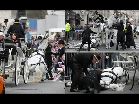 Horse collapses during London New Year's Day parade
