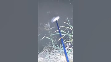 Xiệt Cá Mương Ruộng trúng phi khủng #sorts