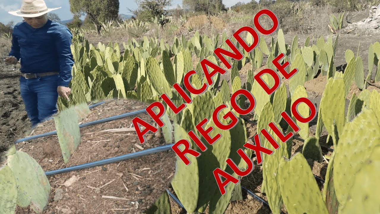 Nopal Forrajero En Época de Sequia: Aplicando Riego de Auxilio