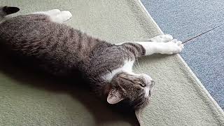 冬毛が抜けてスリムになった猫　#cat　#保護猫　#14歳 by とあることらじゃ 548 views 1 month ago 31 seconds