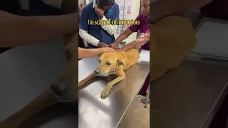 Anything for animals #rescueanimals #helpanimals #animalcommunicator #animalrescue #straydogs #dogs