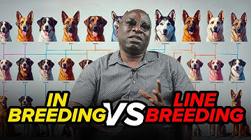 Inbreeding vs. Line Breeding in Dogs – Fully Explained