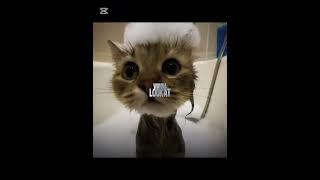 Headshot#viral #cat #lyrics #subscribe #dog