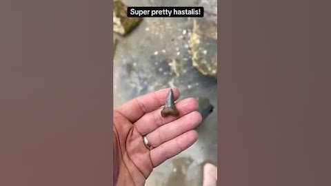 Super pretty hastalis tooth found at Calvert Cliffs!