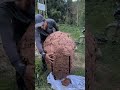 Hand Disassembling a Giant Hive! A Man Cuts Through theNest with a Knife, Revealing Its StunningHone
