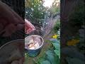 Checking on Flora &amp; #harvest #chickies #chickenlife #backyardchickens #backyardhomestead